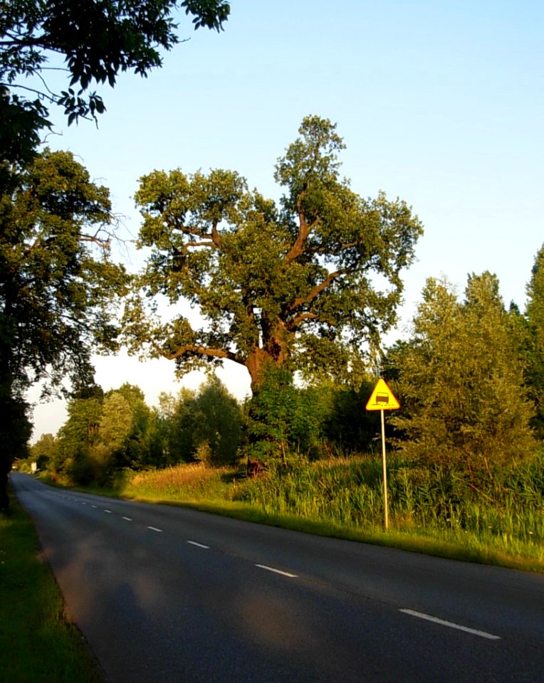 Dąb Bartek Bydgoszcz