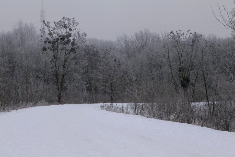 Döberitzer Heide with snow 2021-02-14 05