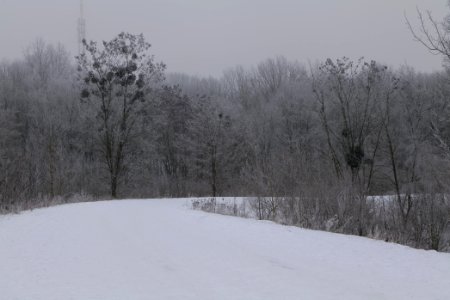 Döberitzer Heide with snow 2021-02-14 05