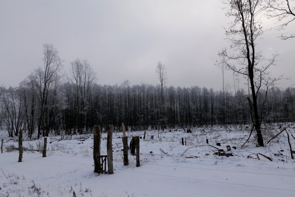 Döberitzer Heide wilderness area with snow 2021-02-14 26