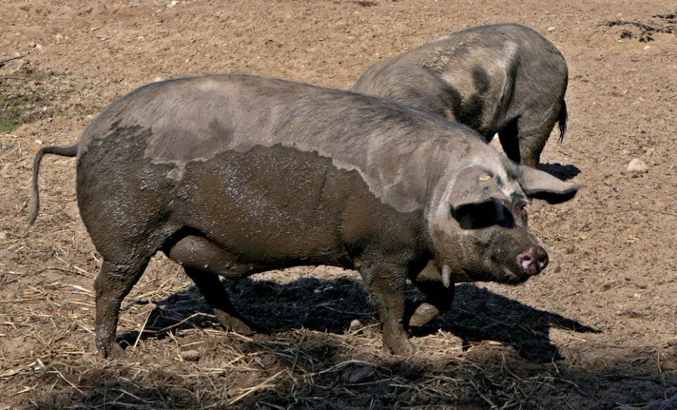 Dänisches Sortbroget Schwein (7)