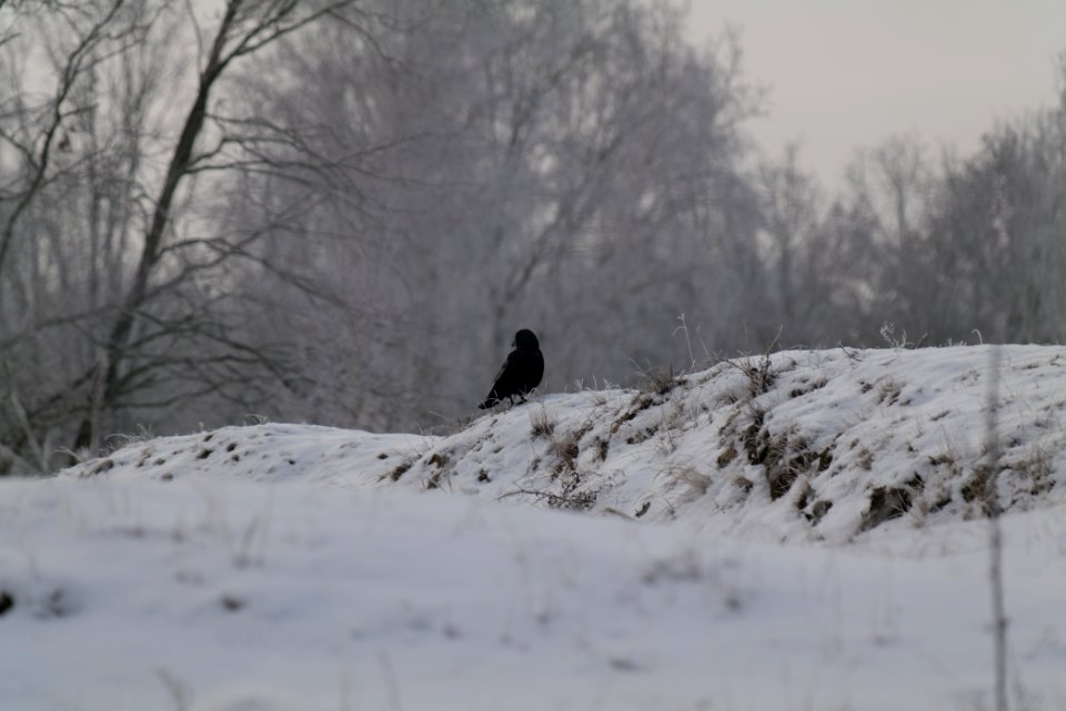 Döberitzer Heide with snow 2021-02-14 108