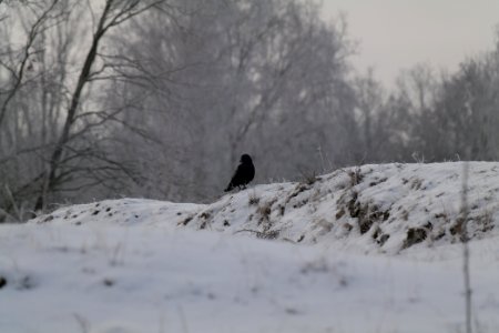 Döberitzer Heide with snow 2021-02-14 108