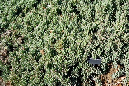 Cyrtanthus brachyscyphus - Leaning Pine Arboretum - DSC05665