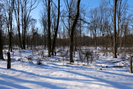 Döberitzer Heide wilderness area with snow 2021-02-14 95