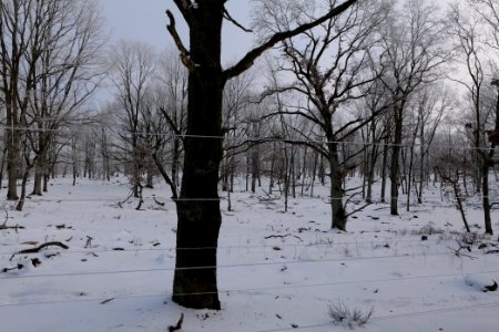 Döberitzer Heide wilderness area with snow 2021-02-14 86