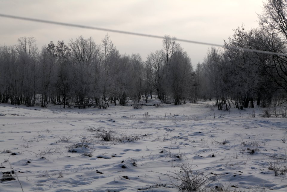 Döberitzer Heide wilderness area with snow 2021-02-14 79