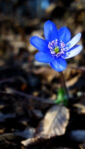 Hepatica blue flower spring flowers