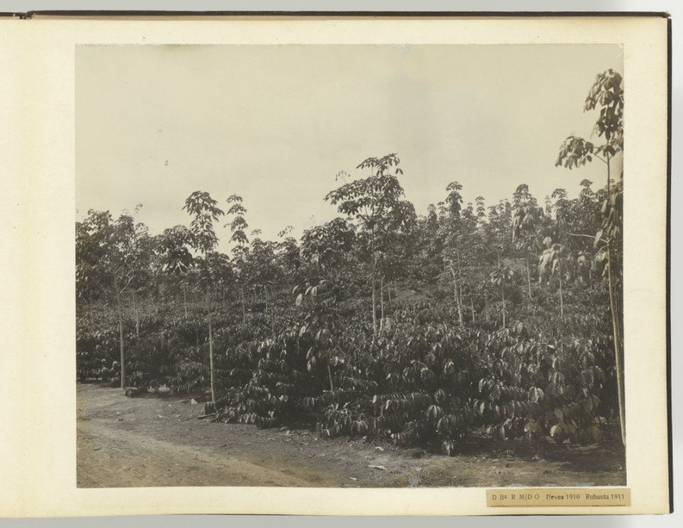 D Ba R MD O Hevea 1910 Robusta 1911, Bestanddeelnr 817 15