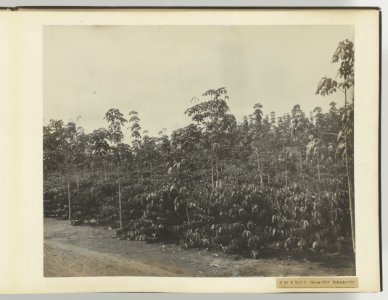 D Ba R MD O Hevea 1910 Robusta 1911, Bestanddeelnr 817 15