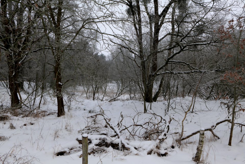 Döberitzer Heide with snow 2021-02-14 09