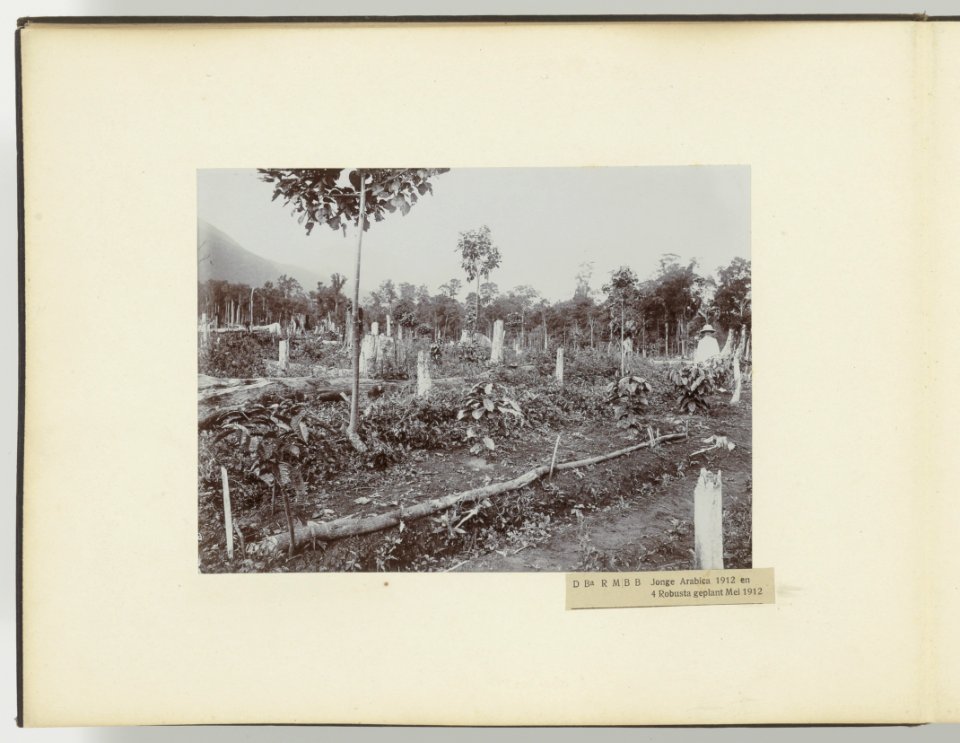 D Ba R MB B Jonge Arabica 1912 en 4 Robusta geplant Mei 1912, Bestanddeelnr 817 34