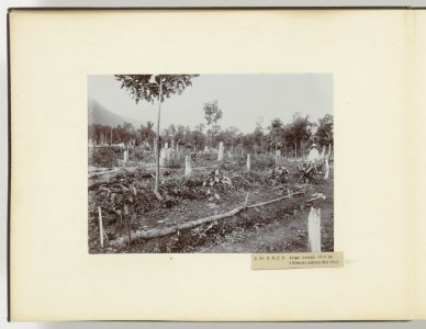 D Ba R MB B Jonge Arabica 1912 en 4 Robusta geplant Mei 1912, Bestanddeelnr 817 34