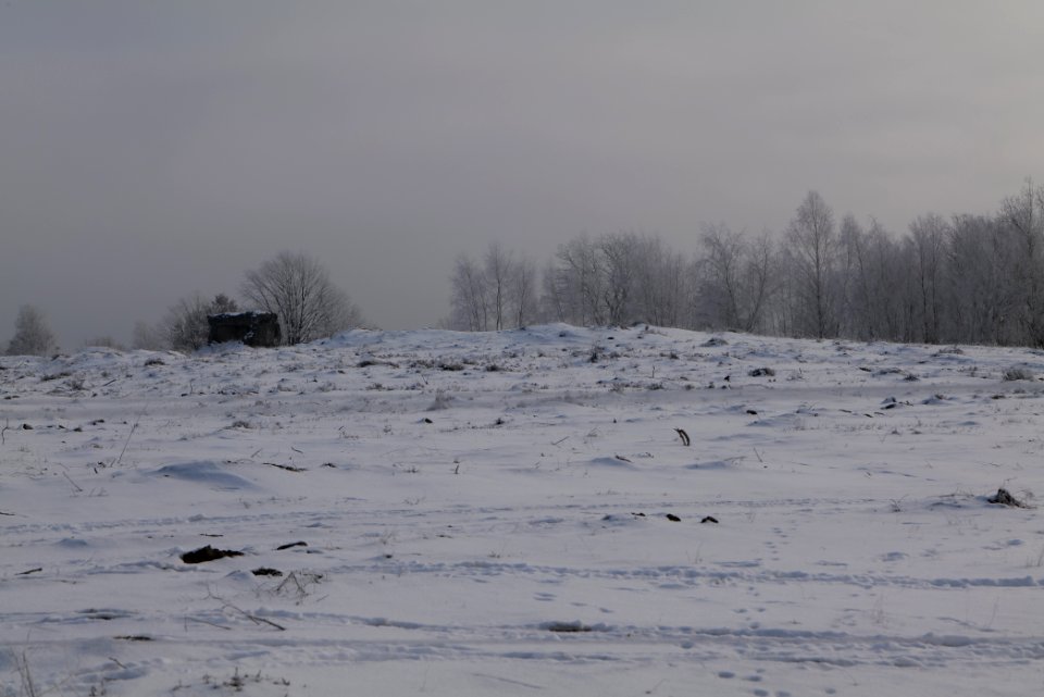 Döberitzer Heide wilderness area with snow 2021-02-14 77