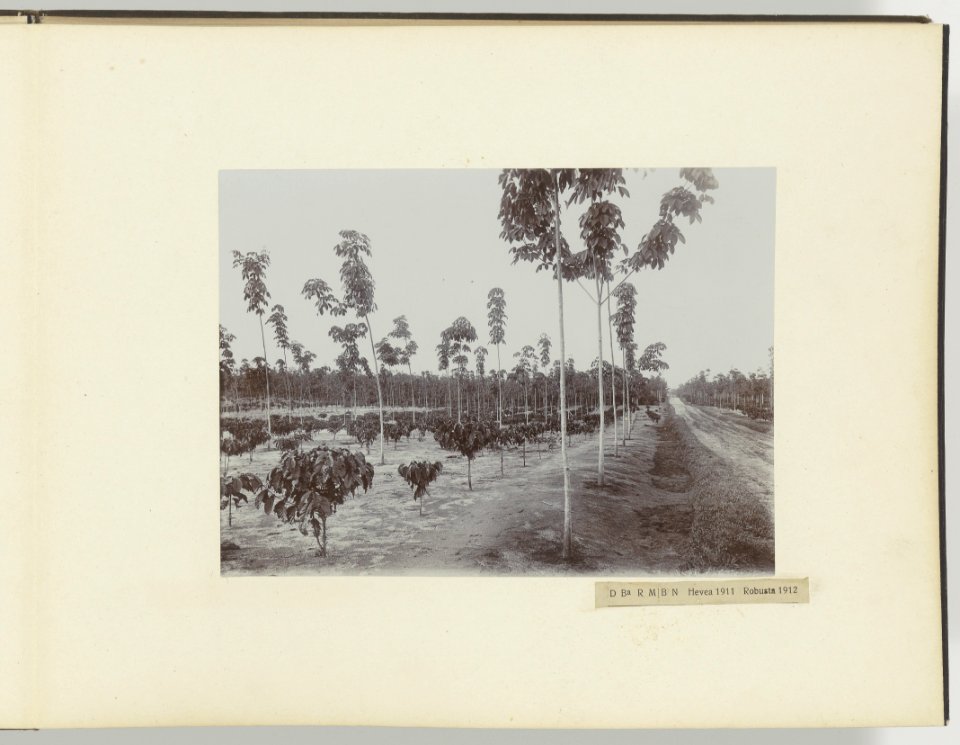 D Ba R MB. N Hevea 1911 Robusta 1912, Bestanddeelnr 817 03