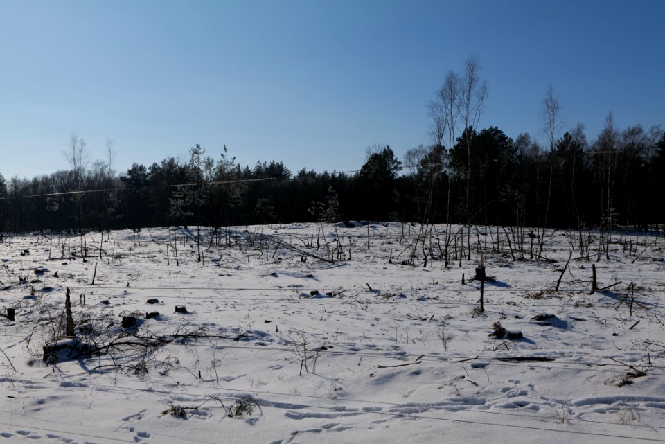 Döberitzer Heide wilderness area with snow 2021-02-14 90