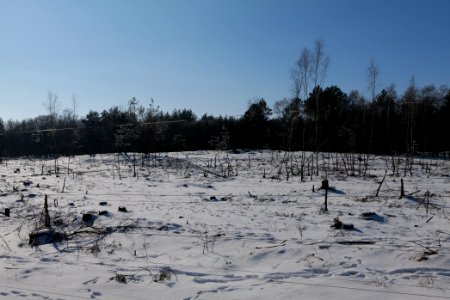 Döberitzer Heide wilderness area with snow 2021-02-14 90