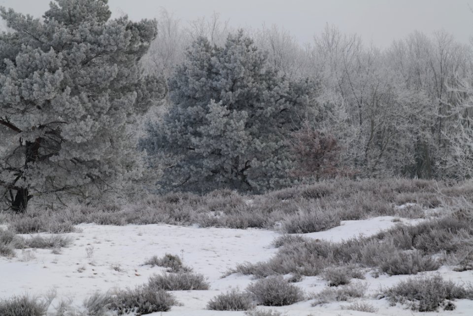 Döberitzer Heide with snow 2021-02-14 101