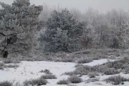 Döberitzer Heide with snow 2021-02-14 101