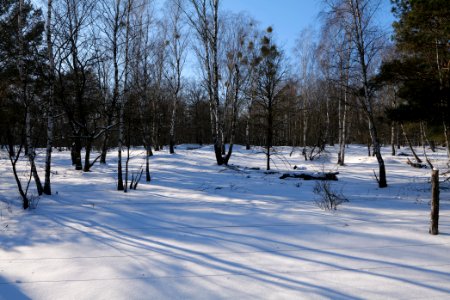 Döberitzer Heide wilderness area with snow 2021-02-14 99