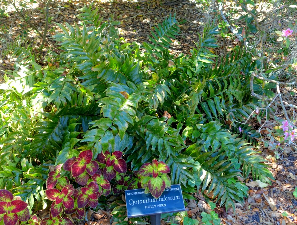 Cyrtomium falcatum - Marie Selby Botanical Gardens - Sarasota, Florida - DSC01622