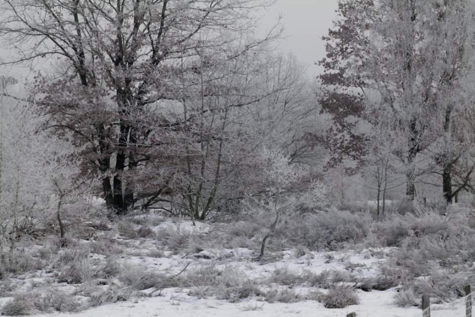 Döberitzer Heide with snow 2021-02-14 103