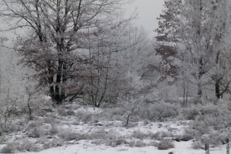 Döberitzer Heide with snow 2021-02-14 103