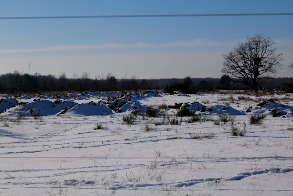 Döberitzer Heide wilderness area with snow 2021-02-14 94