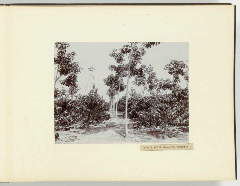 D Ba R MB. N Hevea 1910 Robusta 1911, Bestanddeelnr 817 05