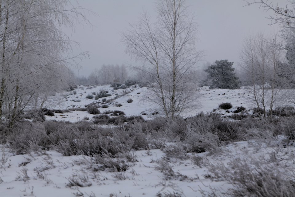 Döberitzer Heide with snow 2021-02-14 120