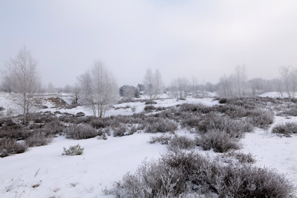 Döberitzer Heide with snow 2021-02-14 132