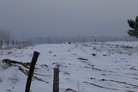 Döberitzer Heide wilderness area with snow 2021-02-14 21