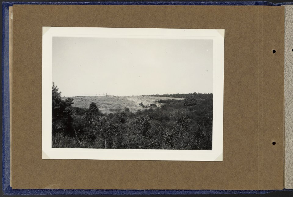 D Ba R MS G Hevea 1912 Robusta 1912, Bestanddeelnr 817 09