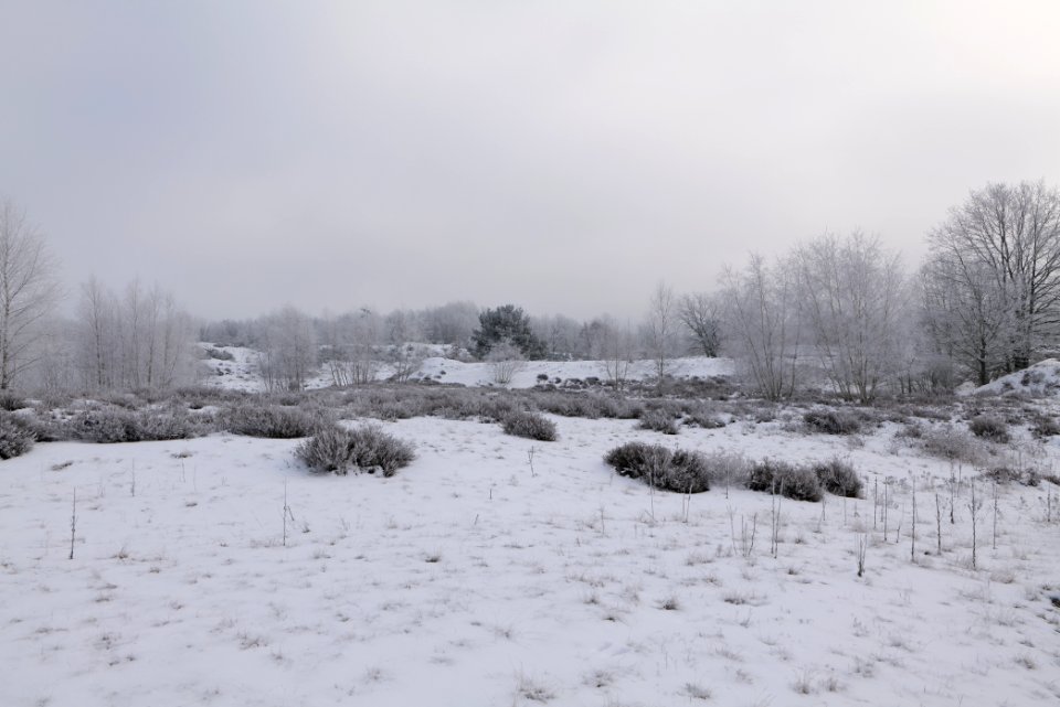 Döberitzer Heide with snow 2021-02-14 126