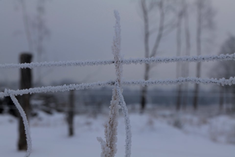 Döberitzer Heide wilderness area with snow 2021-02-14 17