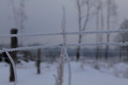 Döberitzer Heide wilderness area with snow 2021-02-14 17