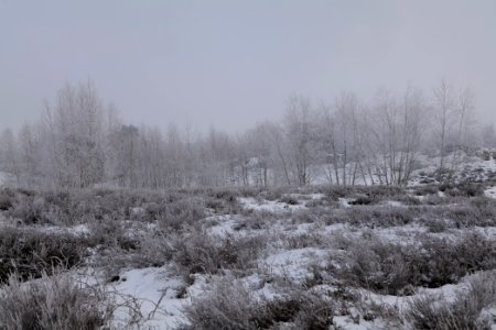 Döberitzer Heide with snow 2021-02-14 123