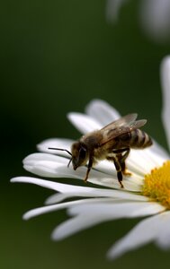 Work insecta nature