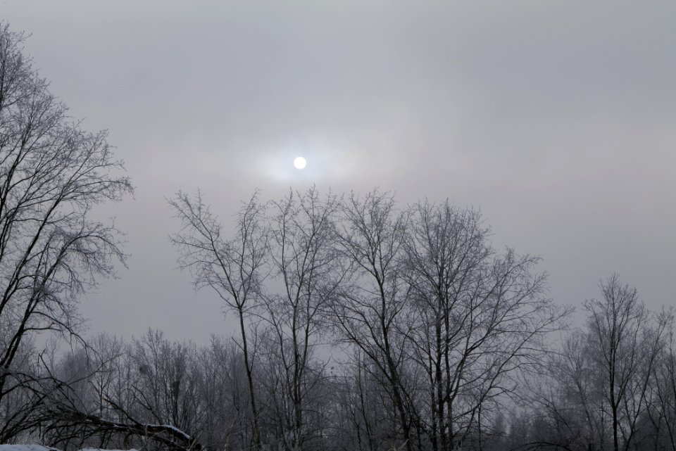 Döberitzer Heide wilderness area with snow 2021-02-14 23