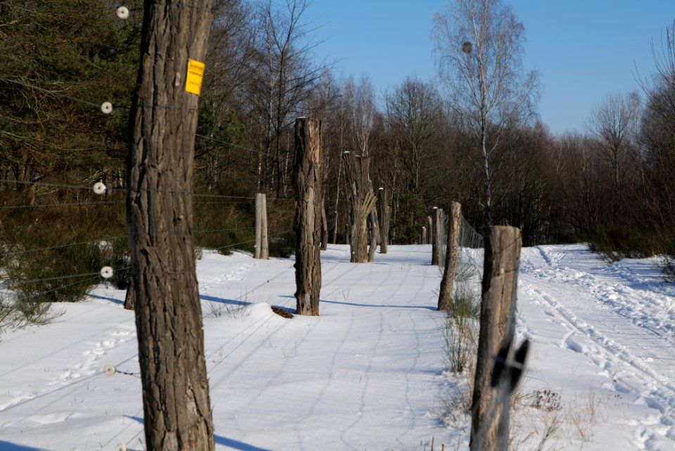 Döberitzer Heide wilderness area with snow 2021-02-14 92