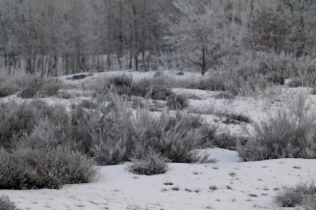 Döberitzer Heide with snow 2021-02-14 114 photo