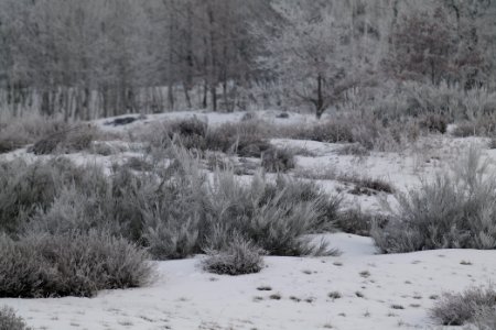 Döberitzer Heide with snow 2021-02-14 114