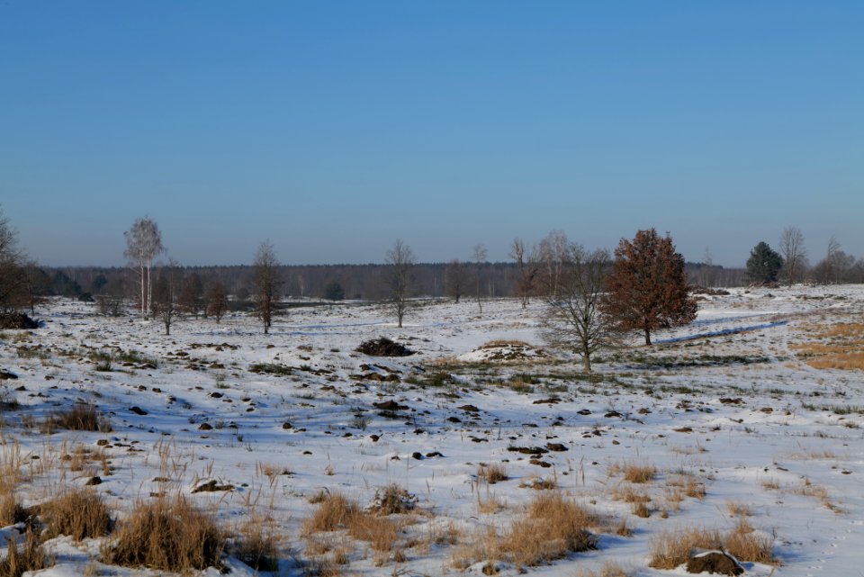 Döberitzer Heide with snow 2021-02-14 216