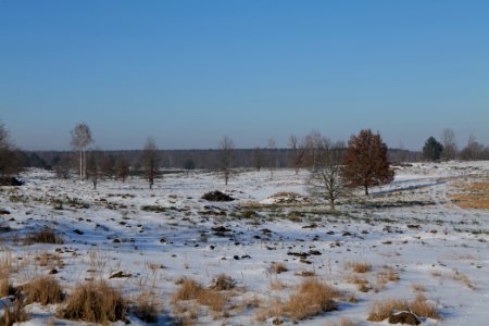 Döberitzer Heide with snow 2021-02-14 216