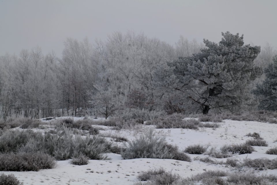 Döberitzer Heide with snow 2021-02-14 110