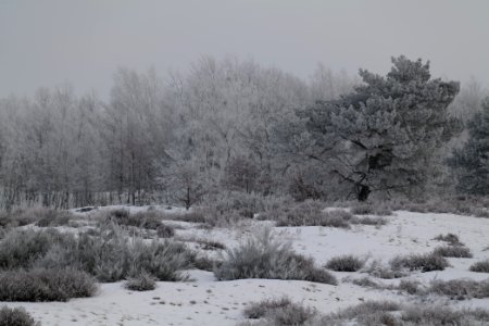 Döberitzer Heide with snow 2021-02-14 110 photo