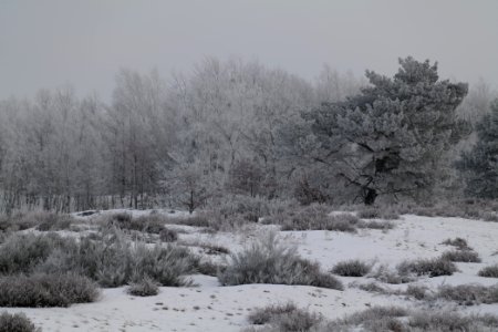 Döberitzer Heide with snow 2021-02-14 110