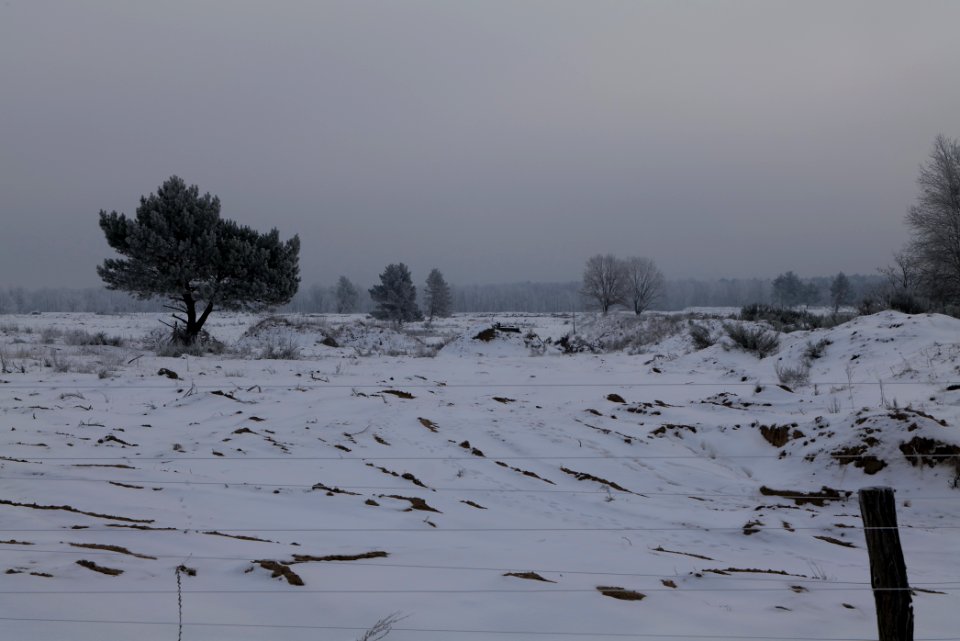 Döberitzer Heide wilderness area with snow 2021-02-14 22