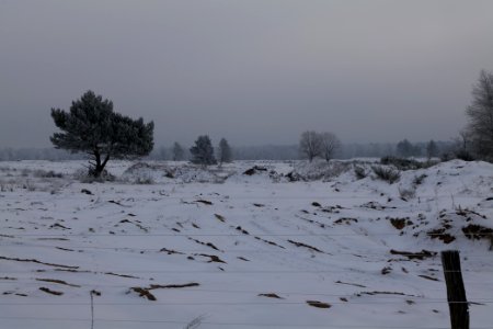 Döberitzer Heide wilderness area with snow 2021-02-14 22