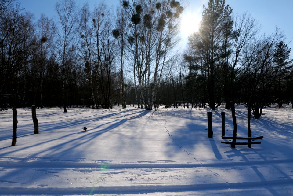 Döberitzer Heide wilderness area with snow 2021-02-14 100